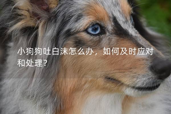 小狗狗吐白沫怎么办，如何及时应对和处理？