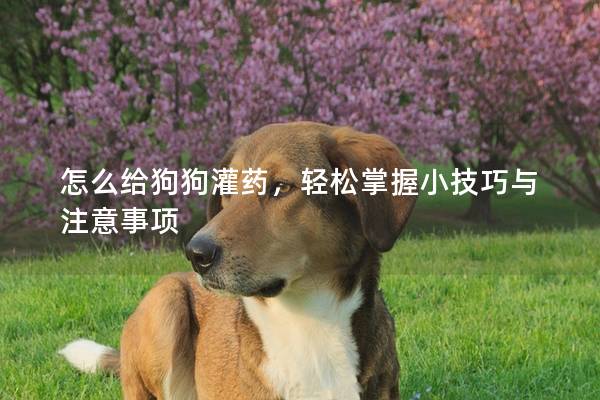 怎么给狗狗灌药，轻松掌握小技巧与注意事项