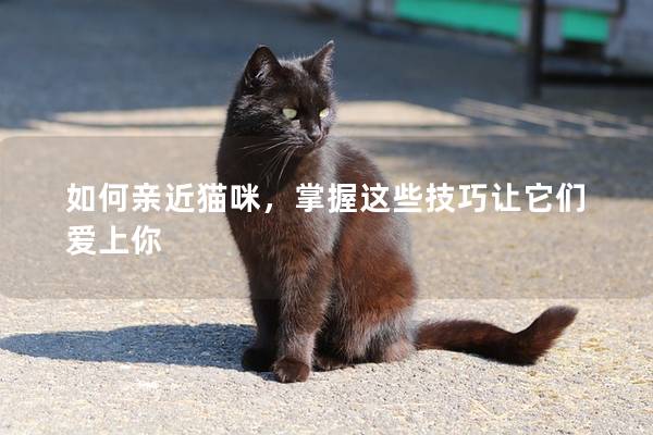 如何亲近猫咪，掌握这些技巧让它们爱上你