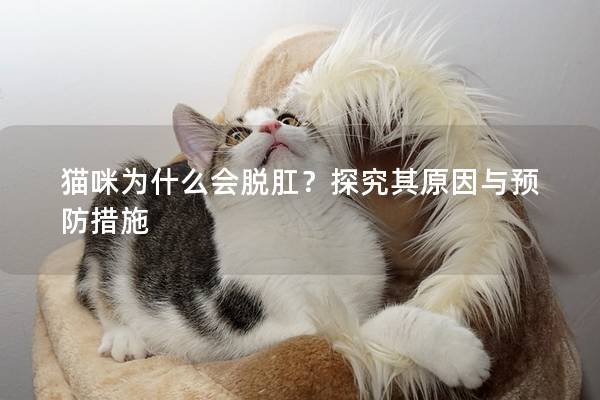 猫咪为什么会脱肛？探究其原因与预防措施