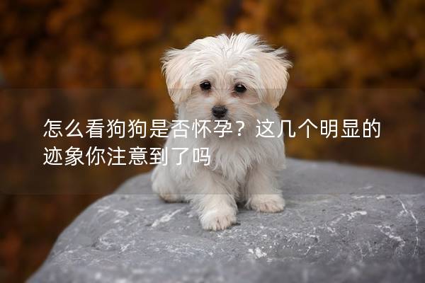 怎么看狗狗是否怀孕？这几个明显的迹象你注意到了吗