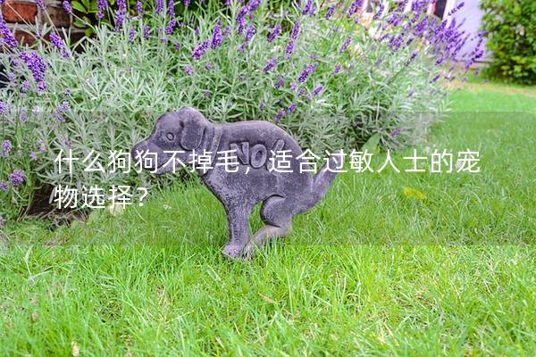 什么狗狗不掉毛，适合过敏人士的宠物选择？