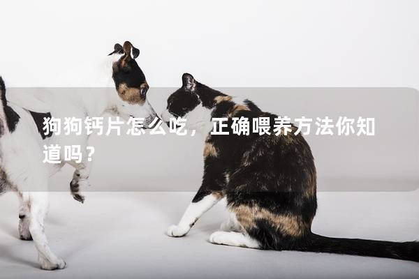 狗狗钙片怎么吃，正确喂养方法你知道吗？