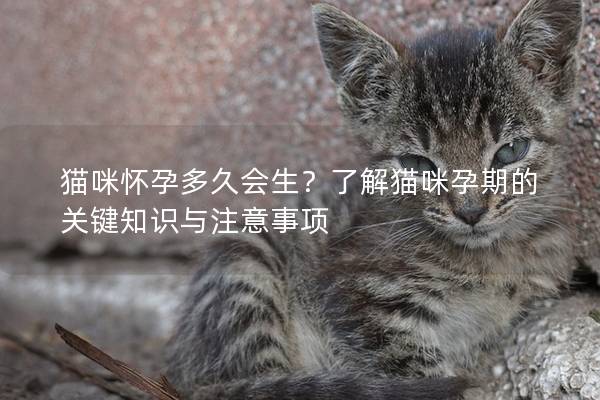 猫咪怀孕多久会生？了解猫咪孕期的关键知识与注意事项