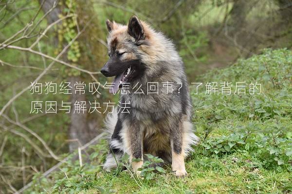 狗狗经常叹气怎么回事？了解背后的原因与解决方法