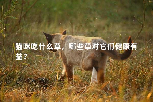猫咪吃什么草，哪些草对它们健康有益？