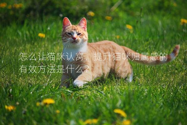 怎么让猫咪认窝，提升猫咪归属感的有效方法是什么？