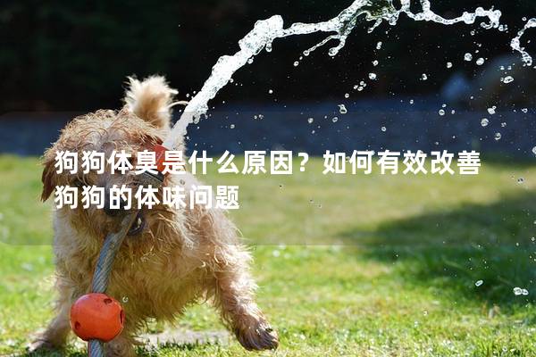 狗狗体臭是什么原因？如何有效改善狗狗的体味问题