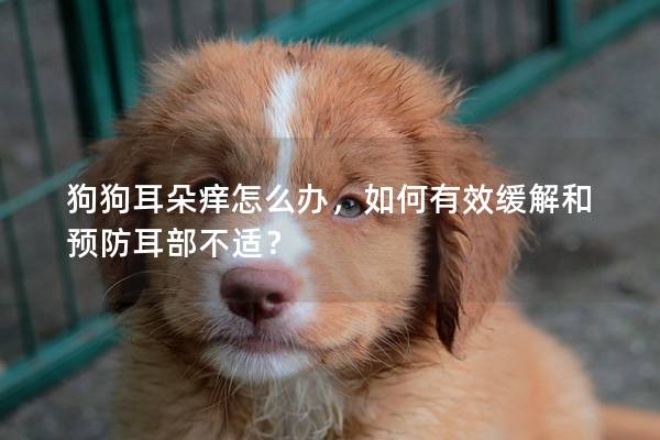 狗狗耳朵痒怎么办，如何有效缓解和预防耳部不适？