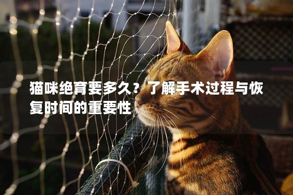猫咪绝育要多久？了解手术过程与恢复时间的重要性
