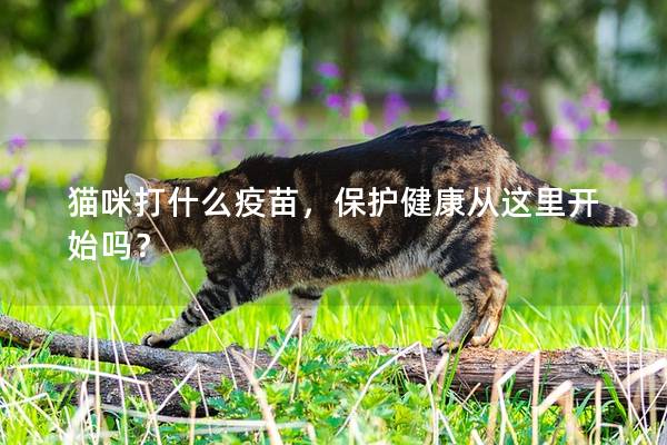 猫咪打什么疫苗，保护健康从这里开始吗？