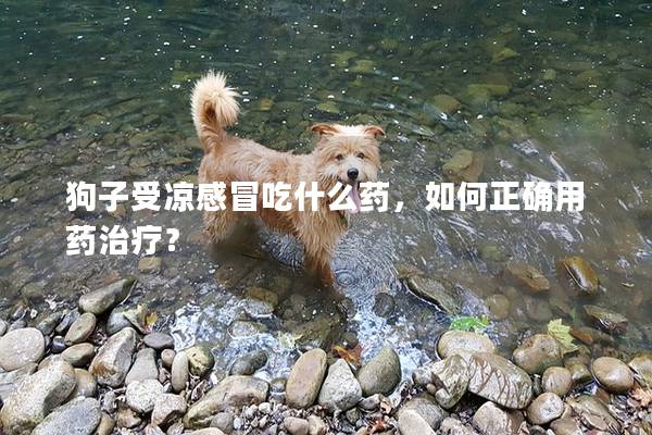 狗子受凉感冒吃什么药，如何正确用药治疗？