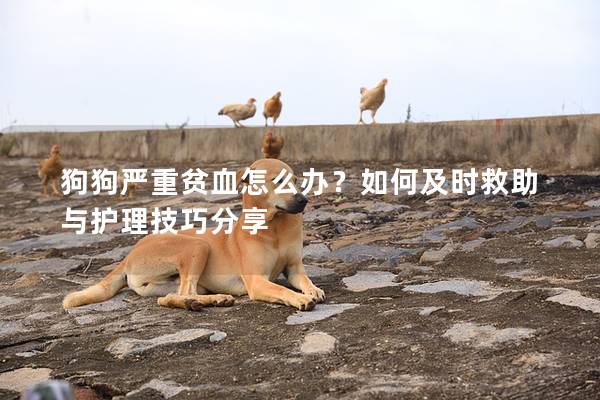 狗狗严重贫血怎么办？如何及时救助与护理技巧分享