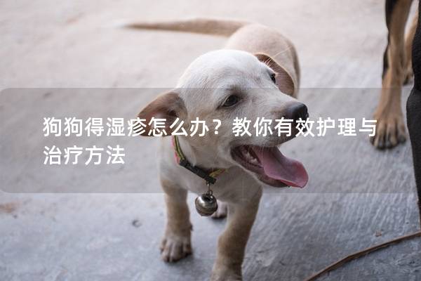 狗狗得湿疹怎么办？教你有效护理与治疗方法