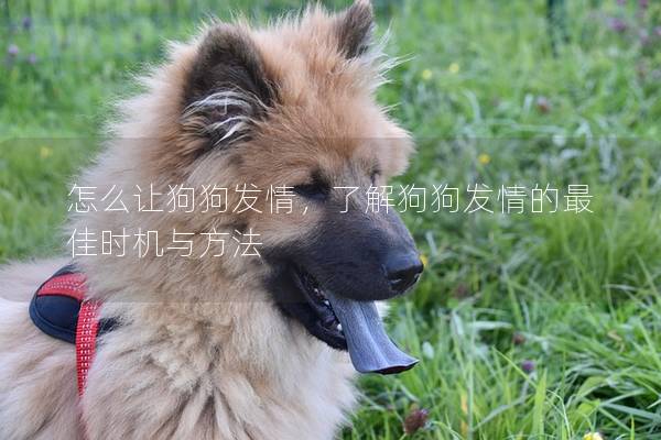 怎么让狗狗发情，了解狗狗发情的最佳时机与方法
