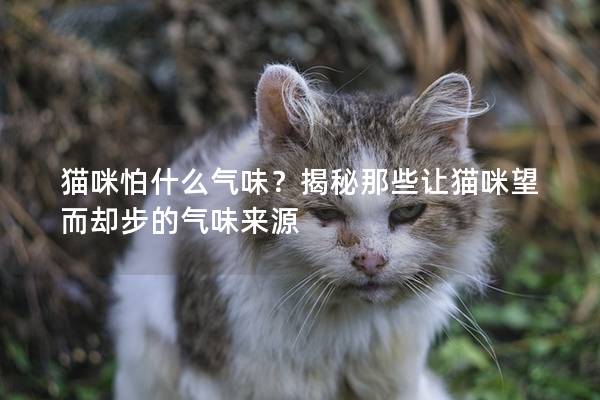 猫咪怕什么气味？揭秘那些让猫咪望而却步的气味来源