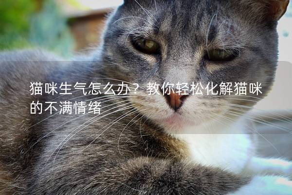 猫咪生气怎么办？教你轻松化解猫咪的不满情绪