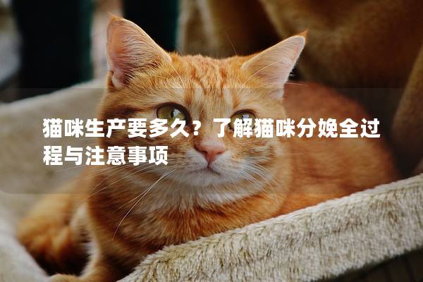 猫咪生产要多久？了解猫咪分娩全过程与注意事项