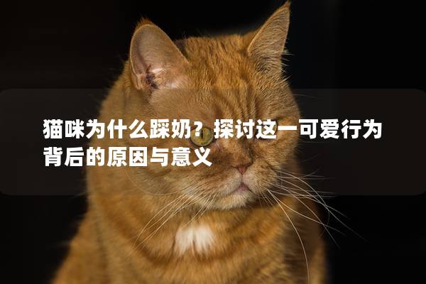 猫咪为什么踩奶？探讨这一可爱行为背后的原因与意义
