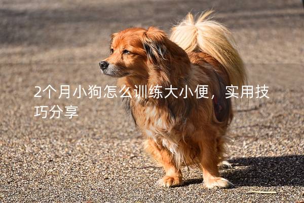 2个月小狗怎么训练大小便，实用技巧分享