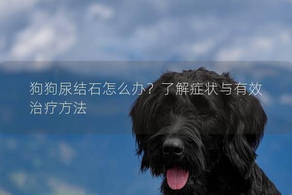 狗狗尿结石怎么办？了解症状与有效治疗方法