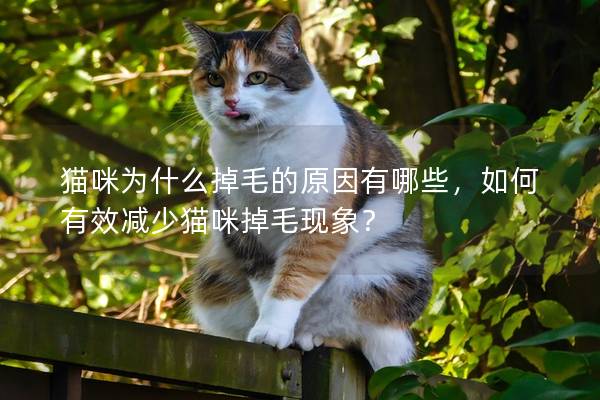 猫咪为什么掉毛的原因有哪些，如何有效减少猫咪掉毛现象？