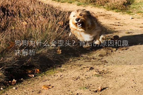 狗狗为什么会歪头？背后的原因和趣味解析