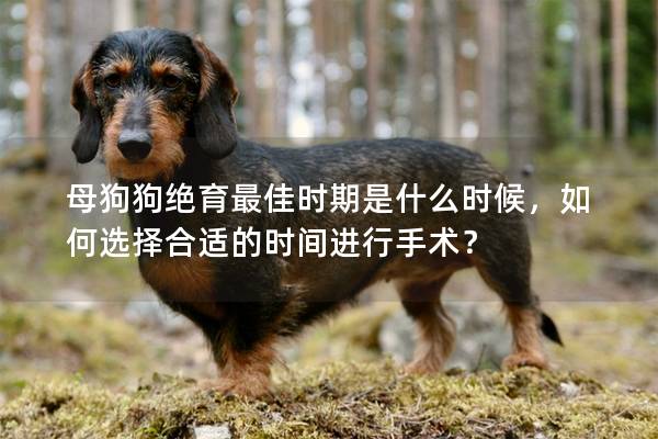 母狗狗绝育最佳时期是什么时候，如何选择合适的时间进行手术？
