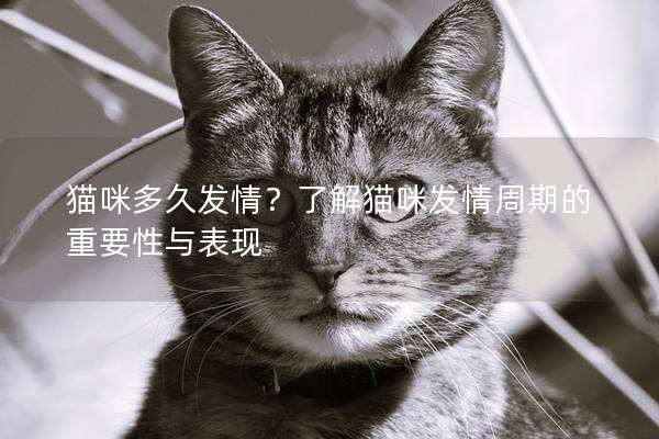 猫咪多久发情？了解猫咪发情周期的重要性与表现