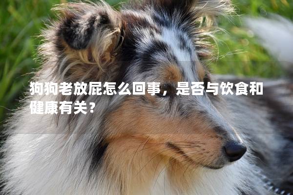 狗狗老放屁怎么回事，是否与饮食和健康有关？