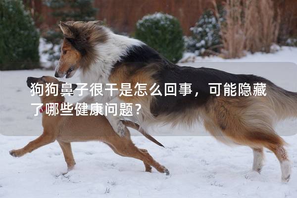 狗狗鼻子很干是怎么回事，可能隐藏了哪些健康问题？