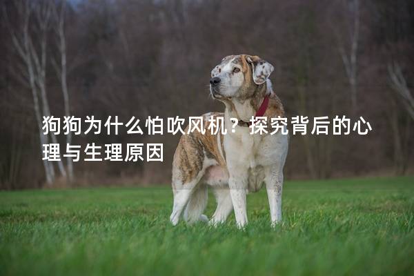 狗狗为什么怕吹风机？探究背后的心理与生理原因
