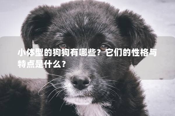 小体型的狗狗有哪些？它们的性格与特点是什么？