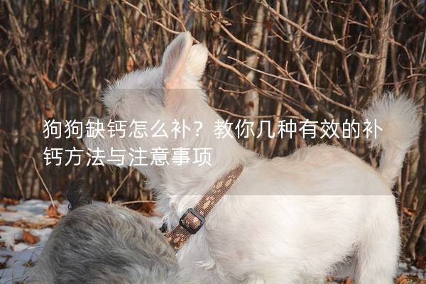 狗狗缺钙怎么补？教你几种有效的补钙方法与注意事项