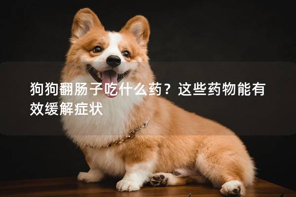 狗狗翻肠子吃什么药？这些药物能有效缓解症状