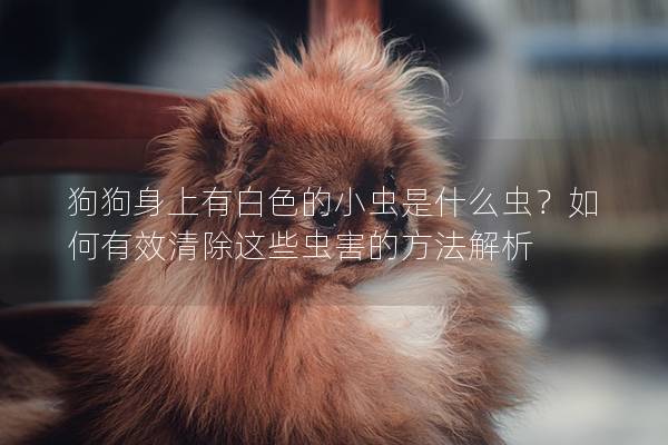 狗狗身上有白色的小虫是什么虫？如何有效清除这些虫害的方法解析