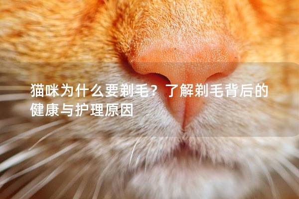猫咪为什么要剃毛？了解剃毛背后的健康与护理原因