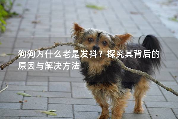 狗狗为什么老是发抖？探究其背后的原因与解决方法