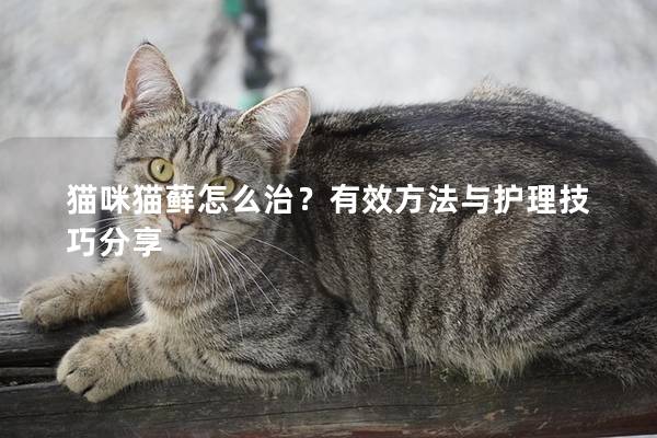 猫咪猫藓怎么治？有效方法与护理技巧分享