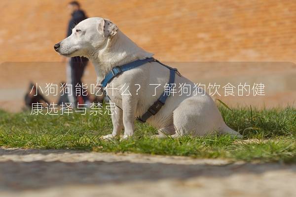 小狗狗能吃什么？了解狗狗饮食的健康选择与禁忌