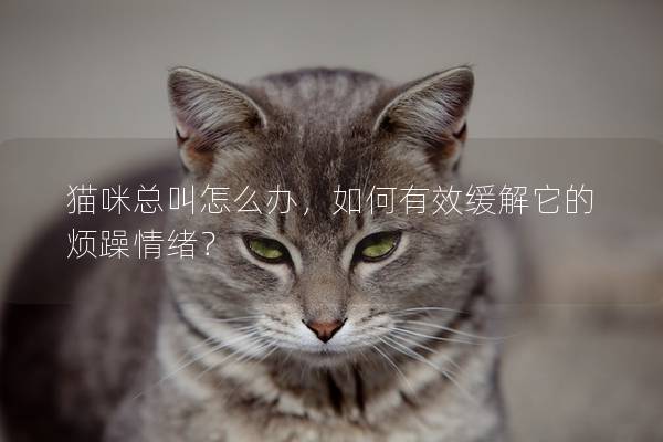 猫咪总叫怎么办，如何有效缓解它的烦躁情绪？