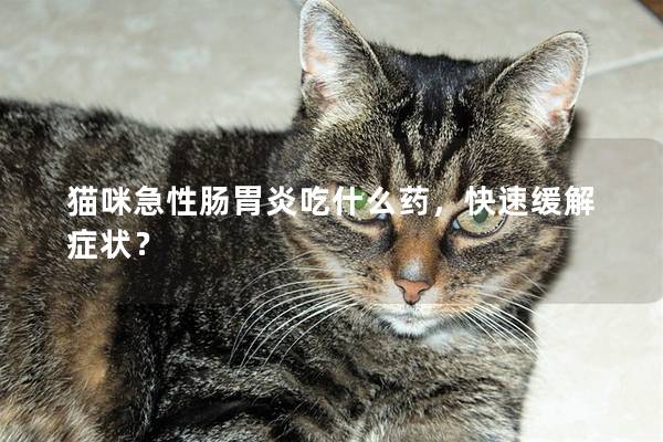 猫咪急性肠胃炎吃什么药，快速缓解症状？