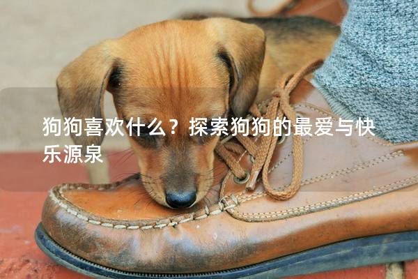 狗狗喜欢什么？探索狗狗的最爱与快乐源泉