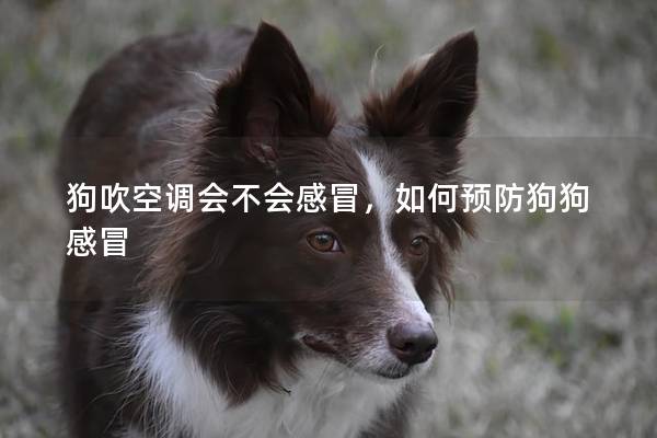 狗吹空调会不会感冒，如何预防狗狗感冒