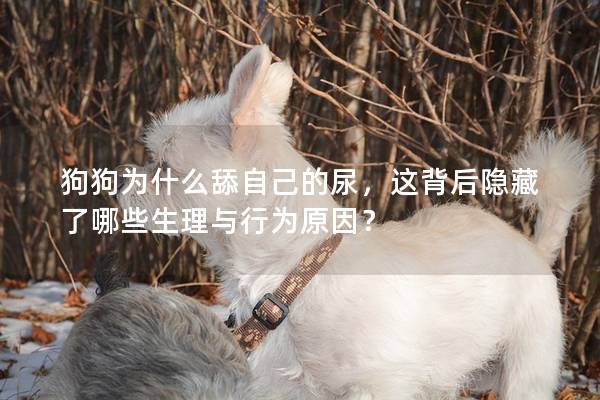 狗狗为什么舔自己的尿，这背后隐藏了哪些生理与行为原因？