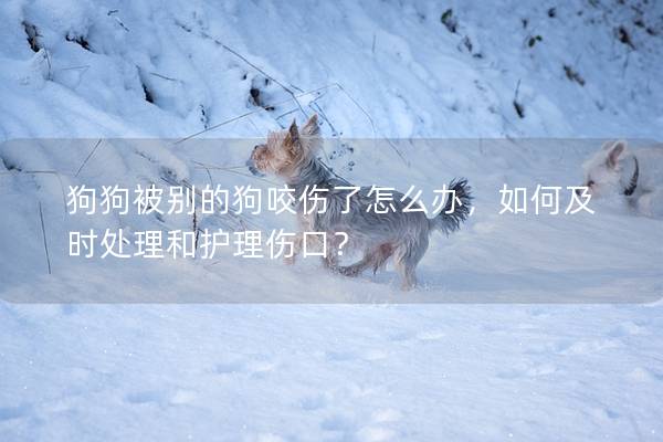 狗狗被别的狗咬伤了怎么办，如何及时处理和护理伤口？