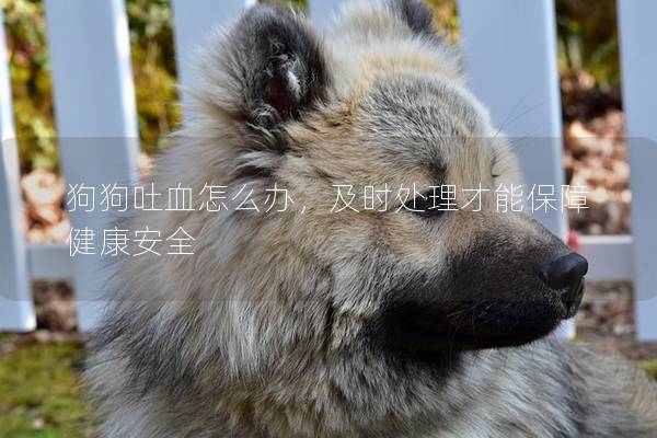 狗狗吐血怎么办，及时处理才能保障健康安全