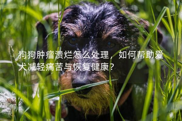 狗狗肿瘤溃烂怎么处理，如何帮助爱犬减轻痛苦与恢复健康？