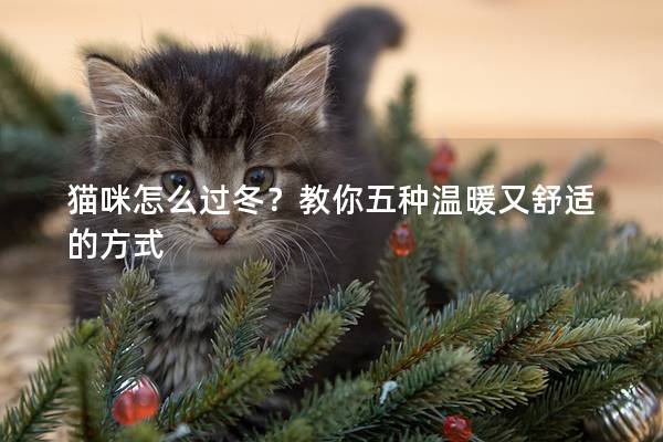 猫咪怎么过冬？教你五种温暖又舒适的方式