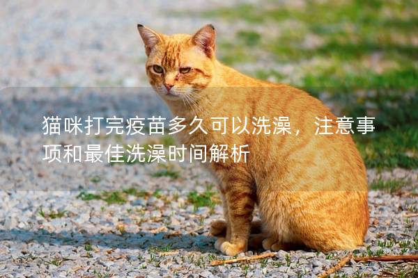猫咪打完疫苗多久可以洗澡，注意事项和最佳洗澡时间解析